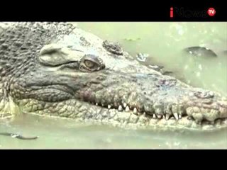 18 Ekor Buaya Telah Ditemukan Di Pematangsiantar - iNews Petang 02/12