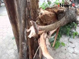 Pohon Tumbang, Satu Unit Mobil Ringsek Di Jalan Akses UI, Depok - iNews Malam 14/12