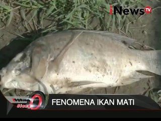 Fenomena Ikan Mati, Diduga Karena Pencemaran - iNews Siang 15/12