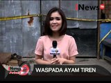 Live Report: Laura Elvina, Waspada Ayam Tiren  -  iNews Petang 15/12
