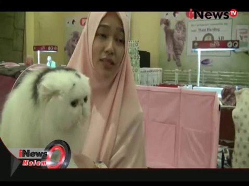 Kontes Kucing Tertua di Bandung Diikuti Peserta dari Berbagai Negara - iNews Malam 20/12