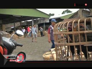 Sabung Ayam Identik Dengan Judi - iNews Siang 23/12