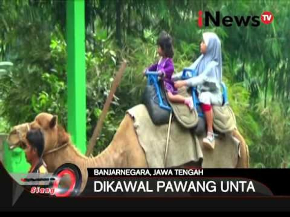 Kebun Binatang Di Banjarnegara Jadikan Unta Sebagai Daya Tarik Wisatawan - iNews Siang 28/12
