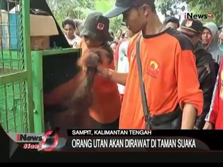 Petugas BKSD Sampit Amankan Orang Utan Yang Meresahkan Warga - iNews Siang 30/12