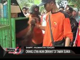 Petugas BKSD Sampit Amankan Orang Utan Yang Meresahkan Warga - iNews Siang 30/12