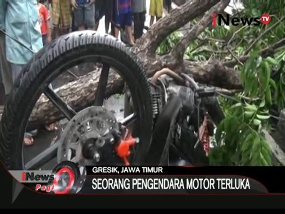 Seorang pengendara Motor Terluka tertimpa pohon tumbang di Gresik - iNews Pagi 31/12