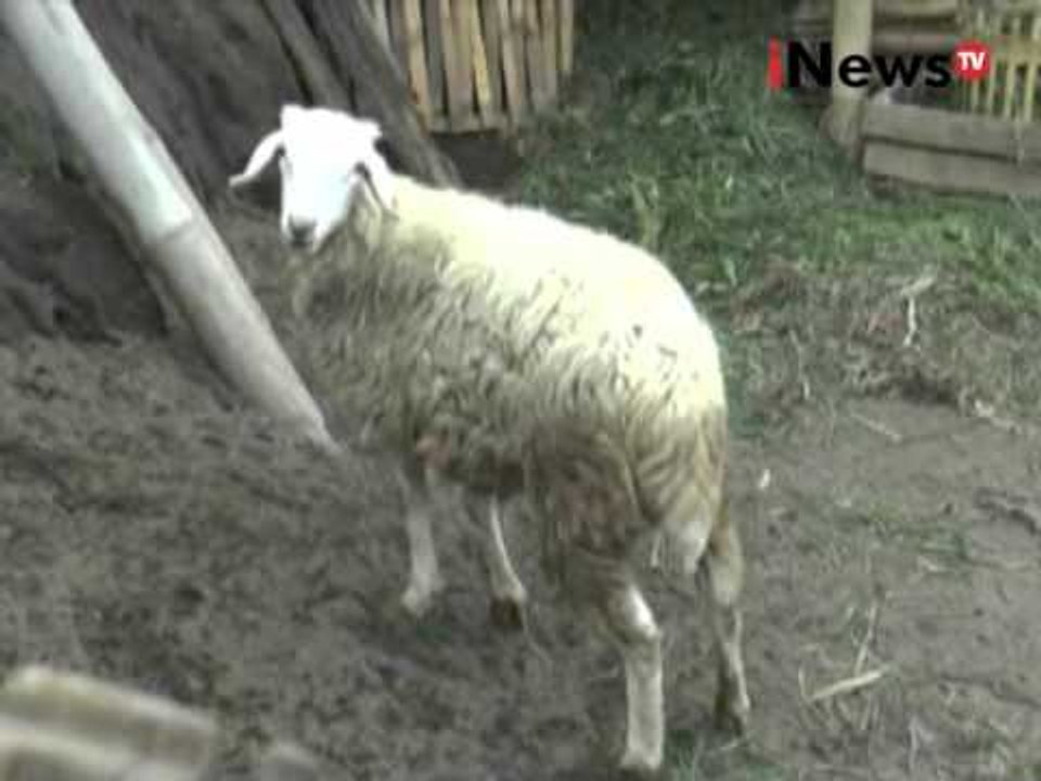 Abu vulkanik gunung bromo cemari makanan ternak - iNews Siang 05/01