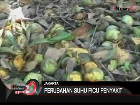 Musim hujan dan perubahan suhu picu berbagai macam penyakit - iNews Siang 13/01