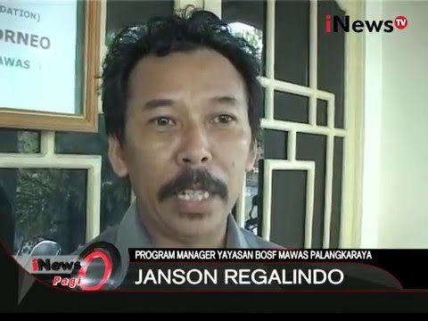 Orangutan ditemukan sekarat dengan 8 peluru ditubuh dan tulang patah - iNews Pagi 14/01