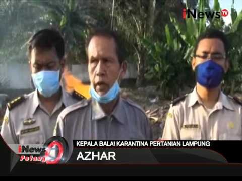 Balai Karantina Pertanian Lampung memusnahkan 2 kg daging babi ilegal - iNews Petang 11/01