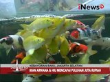 Hobi berburu ikan hias di Pasar Kebayoran Baru, Jaksel - Jakarta Today 17/03