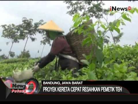 Proyek kereta cepat membuat resah para pemetik teh di Bandung - iNews Petang 05/02