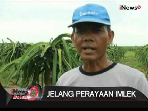 Jelang Imlek, permintaan buah naga dan coklat meningkat - iNews Malam 07/02