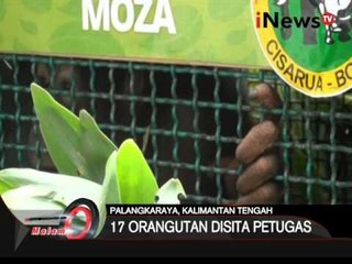 17 Orang Utan disita petugas saat akan diselundupkan ke luar negeri - iNews Malam 11/02