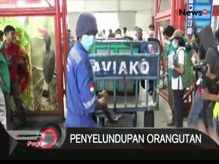 6 Orang Utan berhasil kembali ke habitat aslinya di palangkaraya - iNews Pagi 12/02