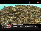 Mahasiswa Jember temukan obat kanker dari kakao - iNews Siang 12/02