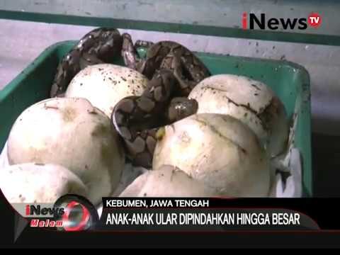 Bisnis ternak ular yang menguntungkan - iNews Malam 15/02