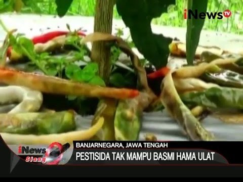 Hama ulat serang perkebunan cabai, ribuan petak lahan rusak - iNews Siang 16/02