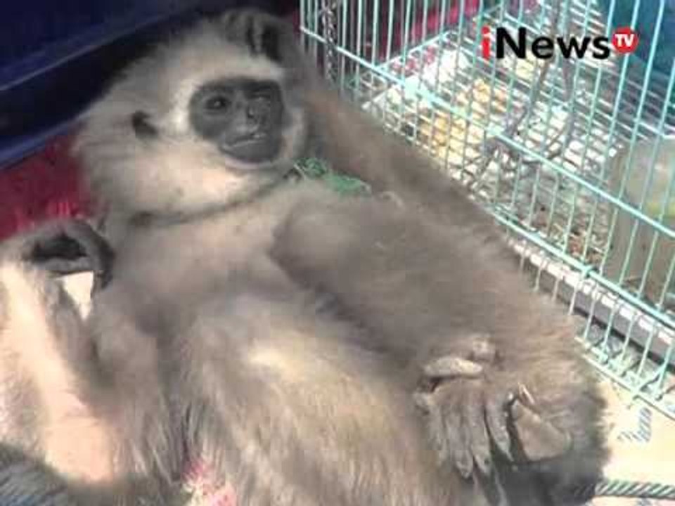 Petugas gabungan berhasil gagalkan transaksi penjualan satwa langka - iNews Petang 17/03