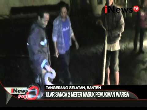 Warga Perumahan Villa Pamulang dikejutkan dengan munculnya Ular Sanca - iNews Pagi 01/03
