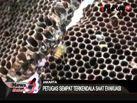 Sarang lebah berdiameter 50cm membuat warga resah - iNews Malam 06/03