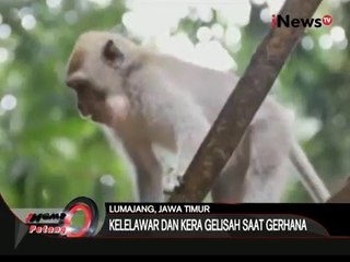 Descargar video: Fenomena Gerhana juga berpengaruh pada ratusan hewan di Lumajang, Jatim - iNews Petang 09/03