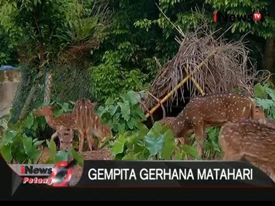 Gerhana Matahari juga berpengaruh pada hewan di Taman Margasatwa Ragunan - iNews Petang 09/03