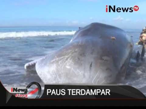 Paus kepala kotak seberat 15 ton terdampar di pantai batu tumpeng Bali - iNews Siang 14/03