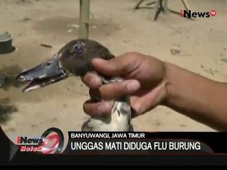 Diduga kena flu burung, lebih dari 10.000 unggas mati mendadak di Banyuwangi - iNews Malam 20/03
