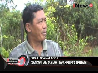 Gajah masuk ke area pemukiman warga - iNews Petang 23/03