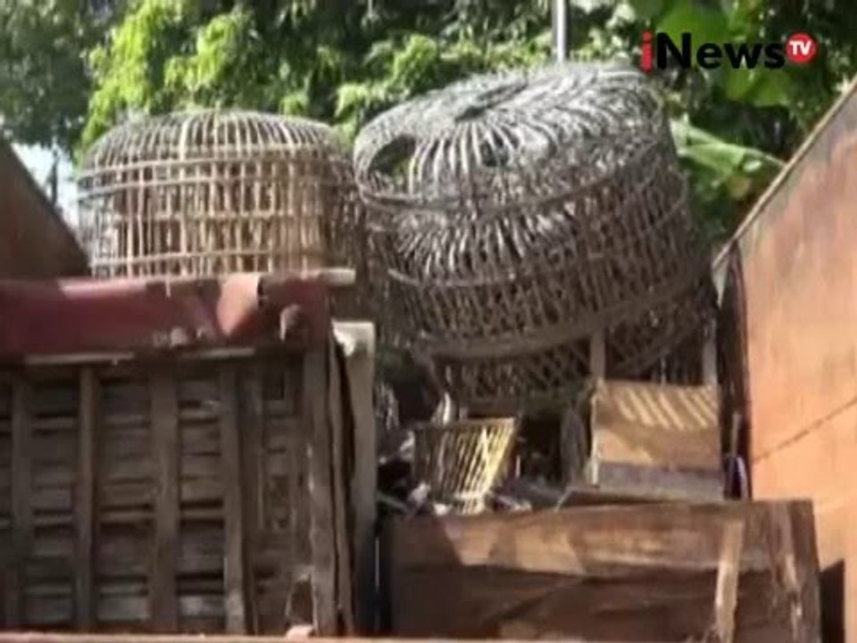 Waspada Flu Burung, Pemkot Jaktim razia sejumlah tempat pemeliharaan unggas - Jakarta Today 24/03