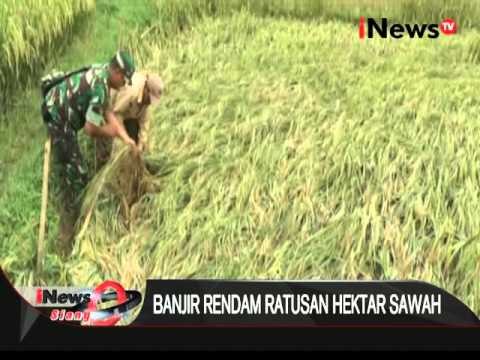 Banjir rendam ratusan hektar sawah di Lampung Timur akibar tanggul jebol - iNews Siang 30/03