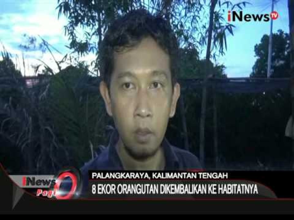 Balai Konservasi Kalteng, lepas 8 ekor Orang Utan ke habitat aslinya - iNews Pagi 15/04