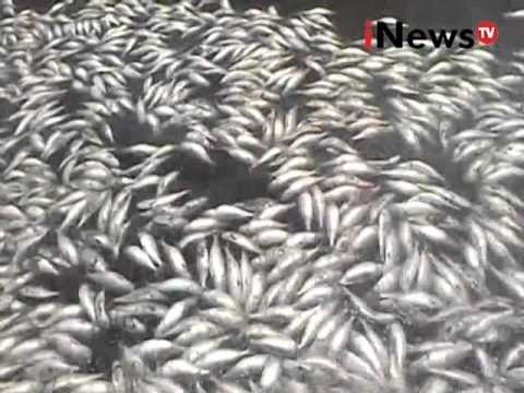 Mengejutkan! Jutaan bangkai ikan mengapung dikwasan Free Port Indonesia - iNews Siang 20/04