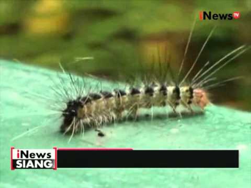 Serangan ulat bulu serang Kab. Ogan Komering Ulu, aktivitas warga terganggu - iNews Siang 26/04