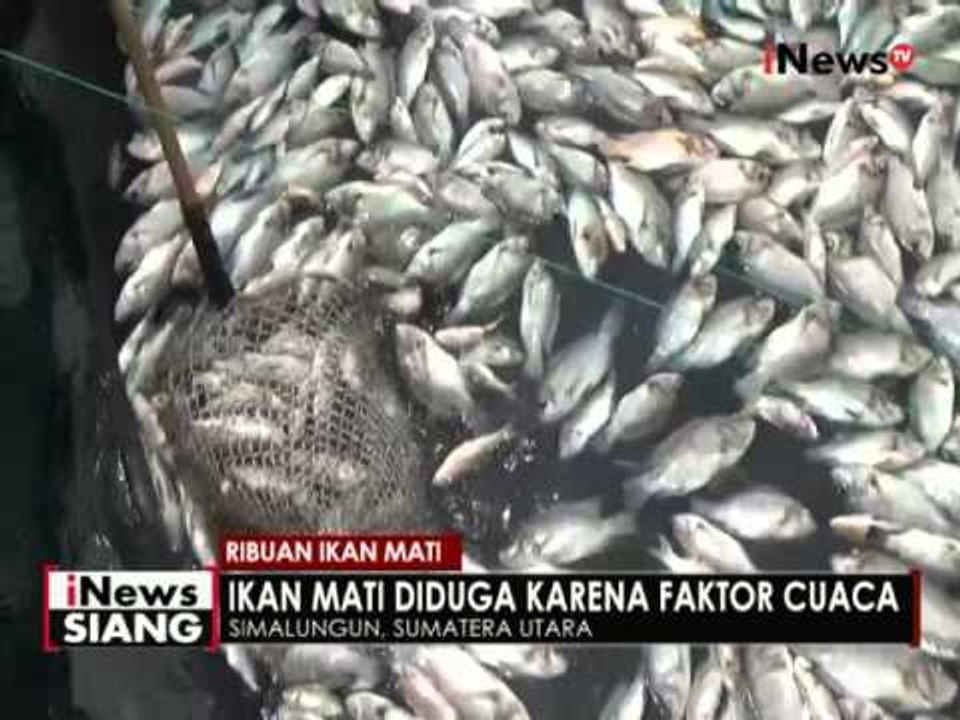 Mati mendadak, ribuan bangkai ikan cemari Danau Toba - iNews Siang 04/05