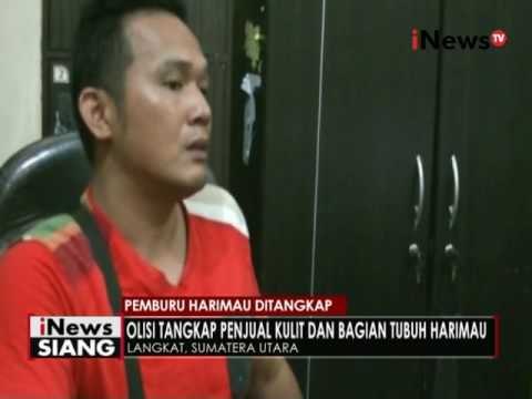 Satuan Reskrim Langkap, Sumut bekuk 3 orang pemburu harimau Sumatera - iNews Siang 25/05
