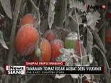 Abu vulkanik erupsi Gunung Sinabung merusak tanaman sayur, warga merugi - iNews Siang 26/05