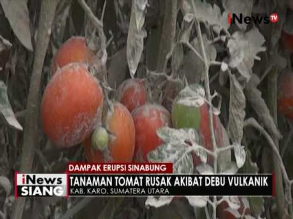 Abu vulkanik erupsi Gunung Sinabung merusak tanaman sayur, warga merugi - iNews Siang 26/05