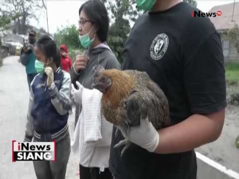 Erupsi Gunung Sinabung, Relawan Pecinta Hewan Selamatkan Hewan Peliharaan -iNews Siang 25/05