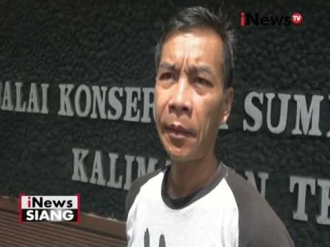 Diduga terpisah dari induknya, BKSDA Kalteng selamatkan bayi orang utan - iNews Siang 02/06