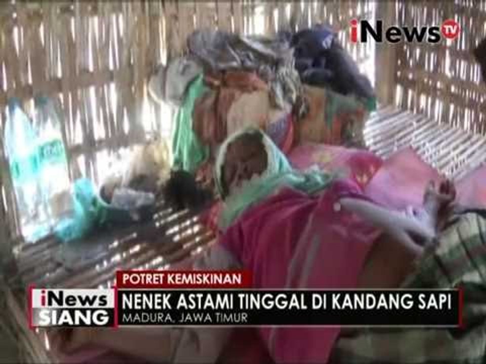 Miris, Seorang Nenek tinggal di kandang Sapi ...