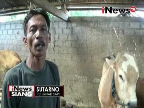 Impor sapi Australia rugikan peternak sapi lokal - iNews Siang 10/06