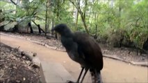 Bird sounds just like a laser