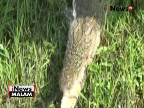 Sering dianggap mengganggu, seekor buaya rawa ditangkap warga - iNews Malam 26/06