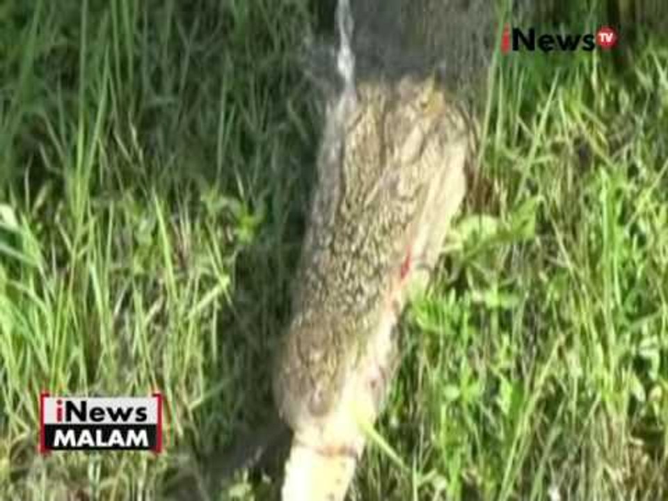 Sering dianggap mengganggu, seekor buaya rawa ditangkap warga - iNews Malam 26/06