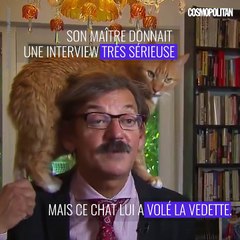 Un chat grimpe sur son maître en pleine interview