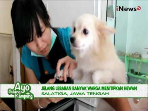 Mudik lebaran, jasa penitipan hewan peliharaan di Salatiga kebanjiran order - iNews Siang 01/07