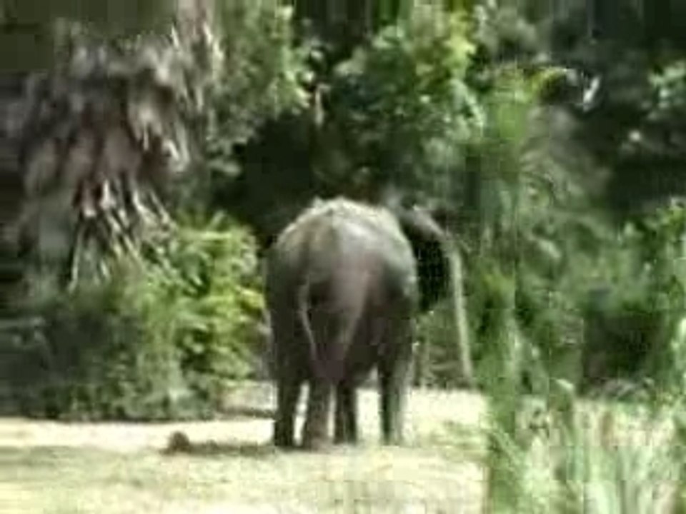 5-Animal Kingdom Kilimanjaro Safaris