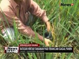 Diserang hama, petani di Sumsel terancam gagal panen - iNews Siang 05/08
